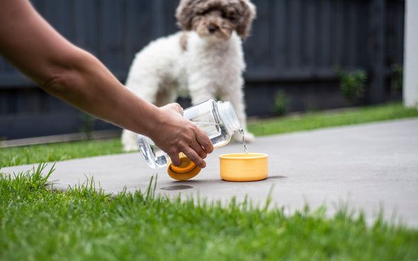 LocknLock Pet Water Bottle 1L