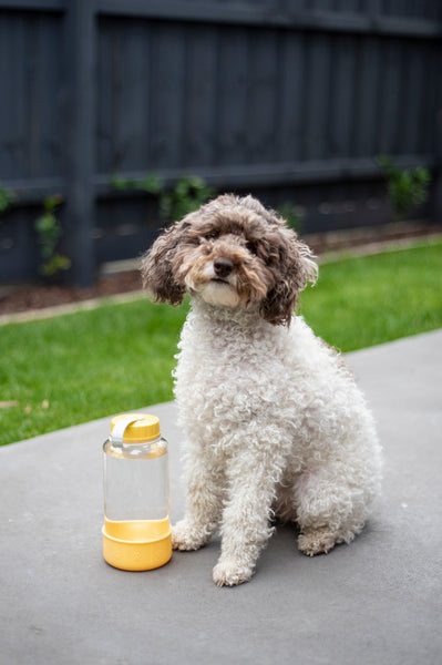 LocknLock Pet Water Bottle 1L